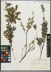 Foto von Salix repens subsp. repens L.